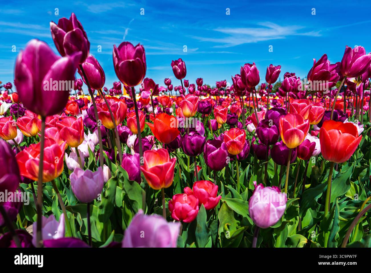 Vibrant Tulip Field Under a Bright Blue Sky, A Beautiful Floral ...
