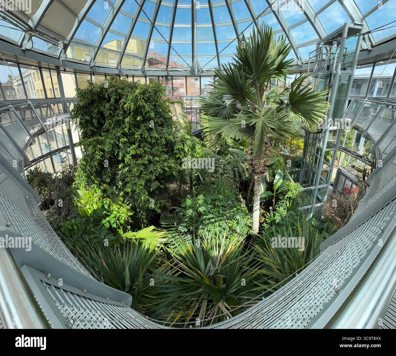 SUNDERLAND, TYNE AND WEAR, ENGLAND - JUNE 12, 2025: Interior of Sunderland Winter Gardens, the botanical conservatory contains tropical plants - Smartphone Captured Stock Image