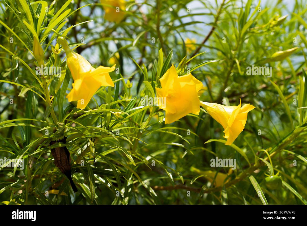 Cascabela thevetia (syn: Thevetia peruviana) tree with glossy fresh ...