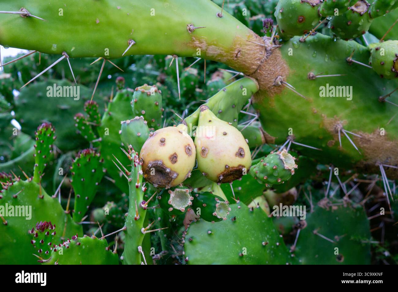 Red cactus fruit on tree hi-res stock photography and images - Alamy