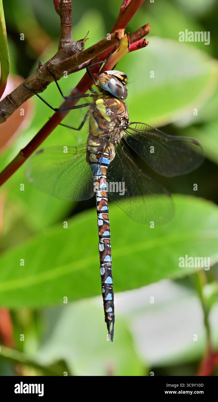 Hawker Insect Male Common Hawker Dragonfly Stock Photo - Alamy