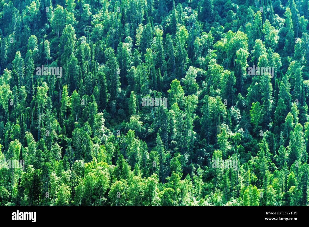 Dense evergreen forest fills hi-res stock photography and images - Alamy