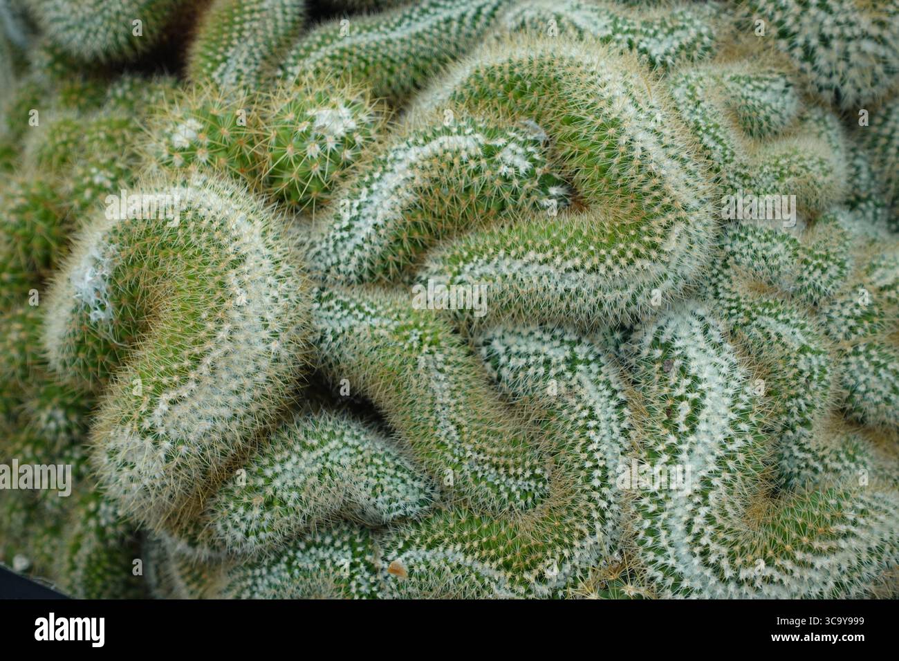 Mammillaria celsiana hi-res stock photography and images - Alamy