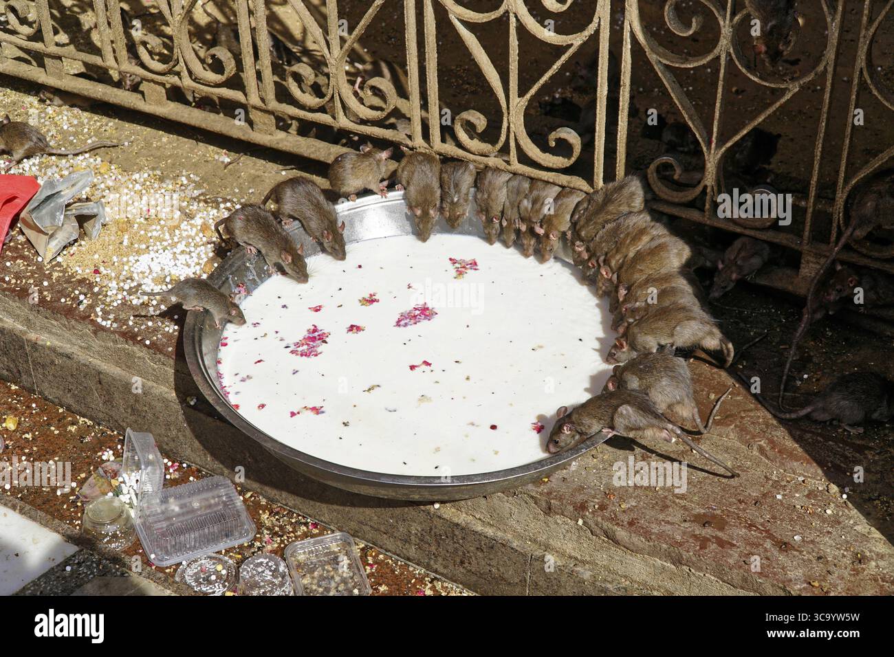 Rats eating milk from a large tray next to a curved fence in the ...