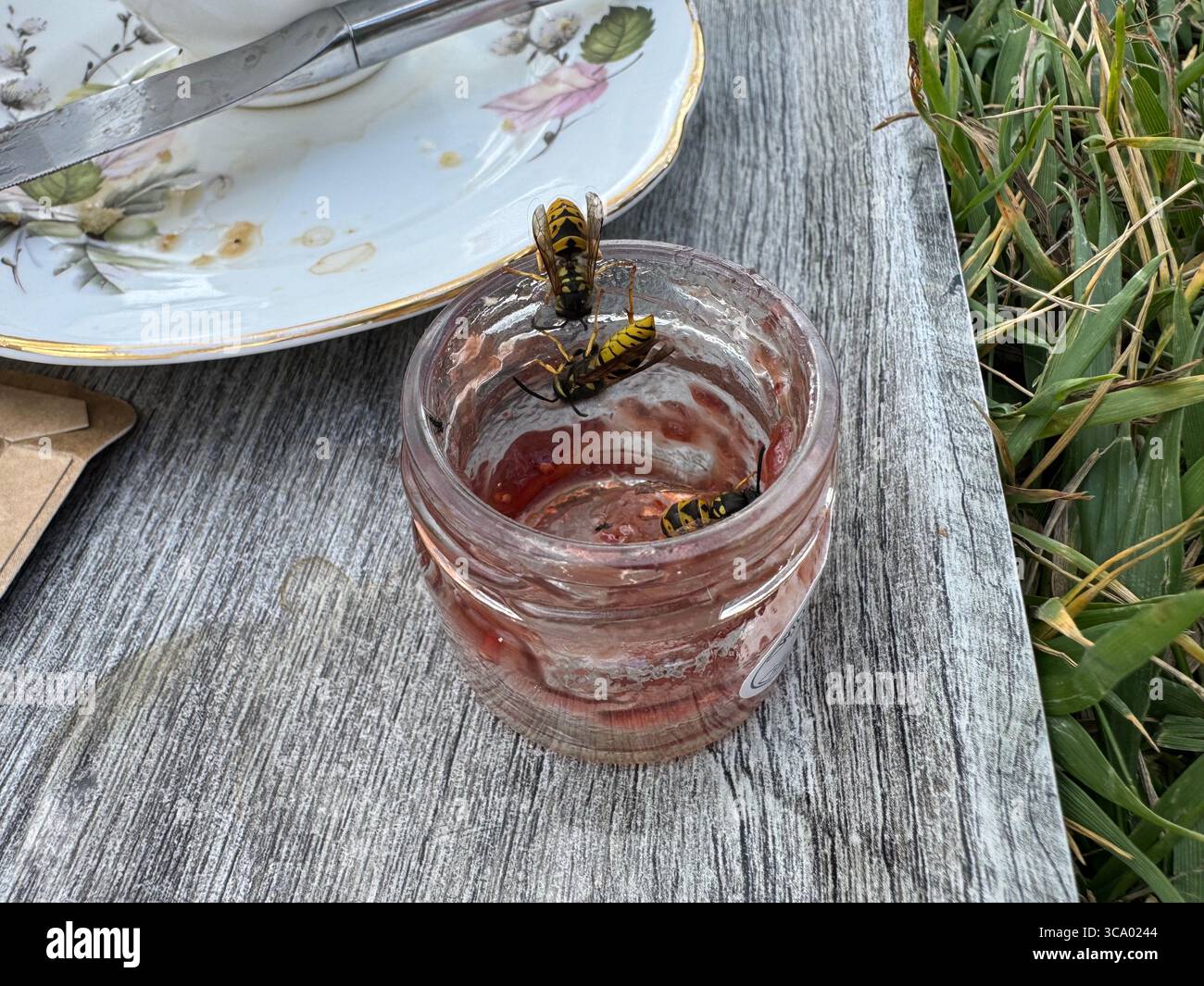 Common wasps eating raspberry jam ffrom a cream tea near the white ...