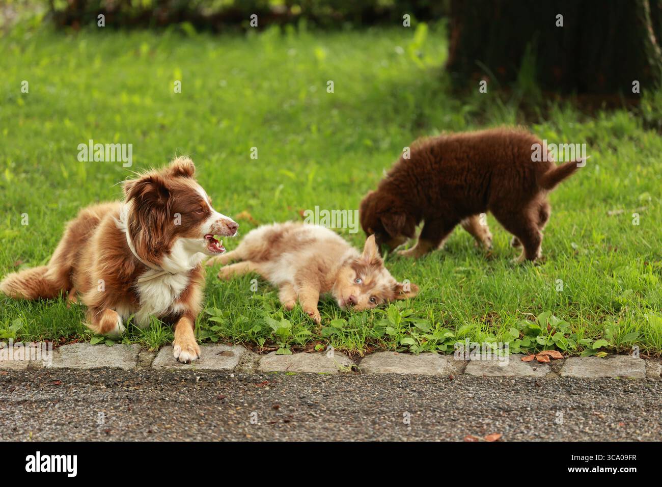 Three dogs are playing in a grassy area Stock Photo - Alamy