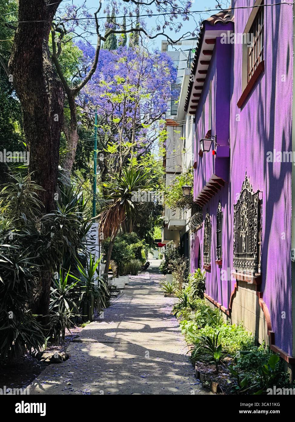 Mexico city photography hi-res stock photography and images - Alamy