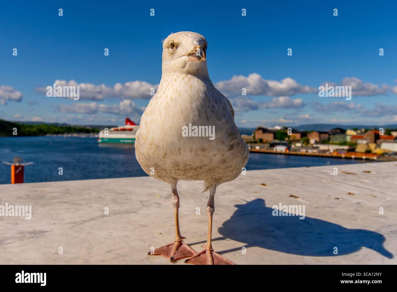 Seagull in Oslo harbour, Norway Selective focus Stock Photo
