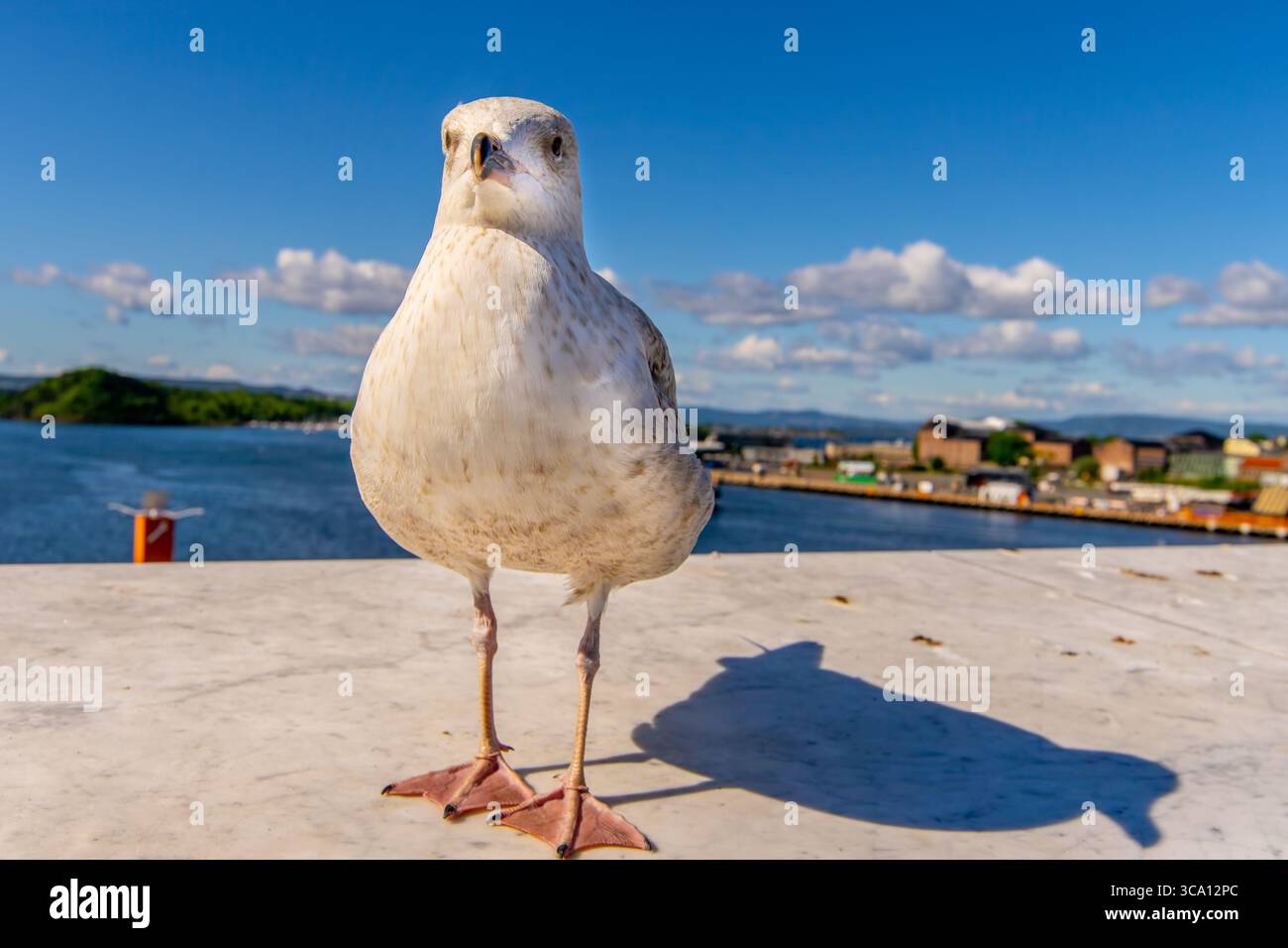 Seagull in Oslo harbour, Norway Selective focus Stock Photo