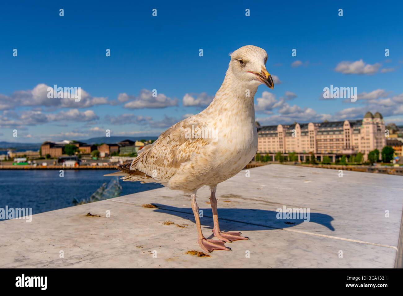 Seagull in Oslo harbour, Norway Selective focus Stock Photo