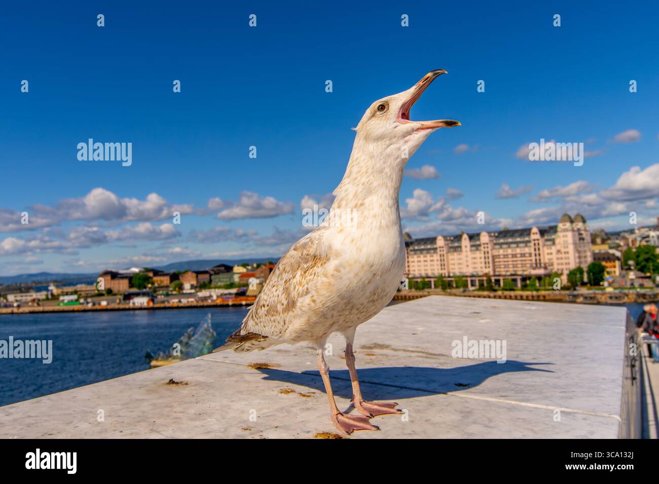 Seagull in Oslo harbour, Norway Selective focus Stock Photo