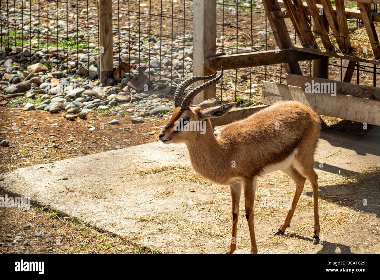 Long curved horns hi-res stock photography and images - Alamy