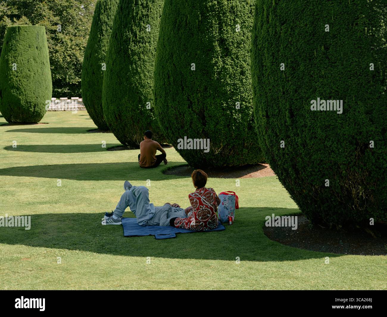 The summer yew topiary bushes attracting vistors to the cooler shade in Lanhydrock country house and gardens, Cornwall, England. UK Stock Photo