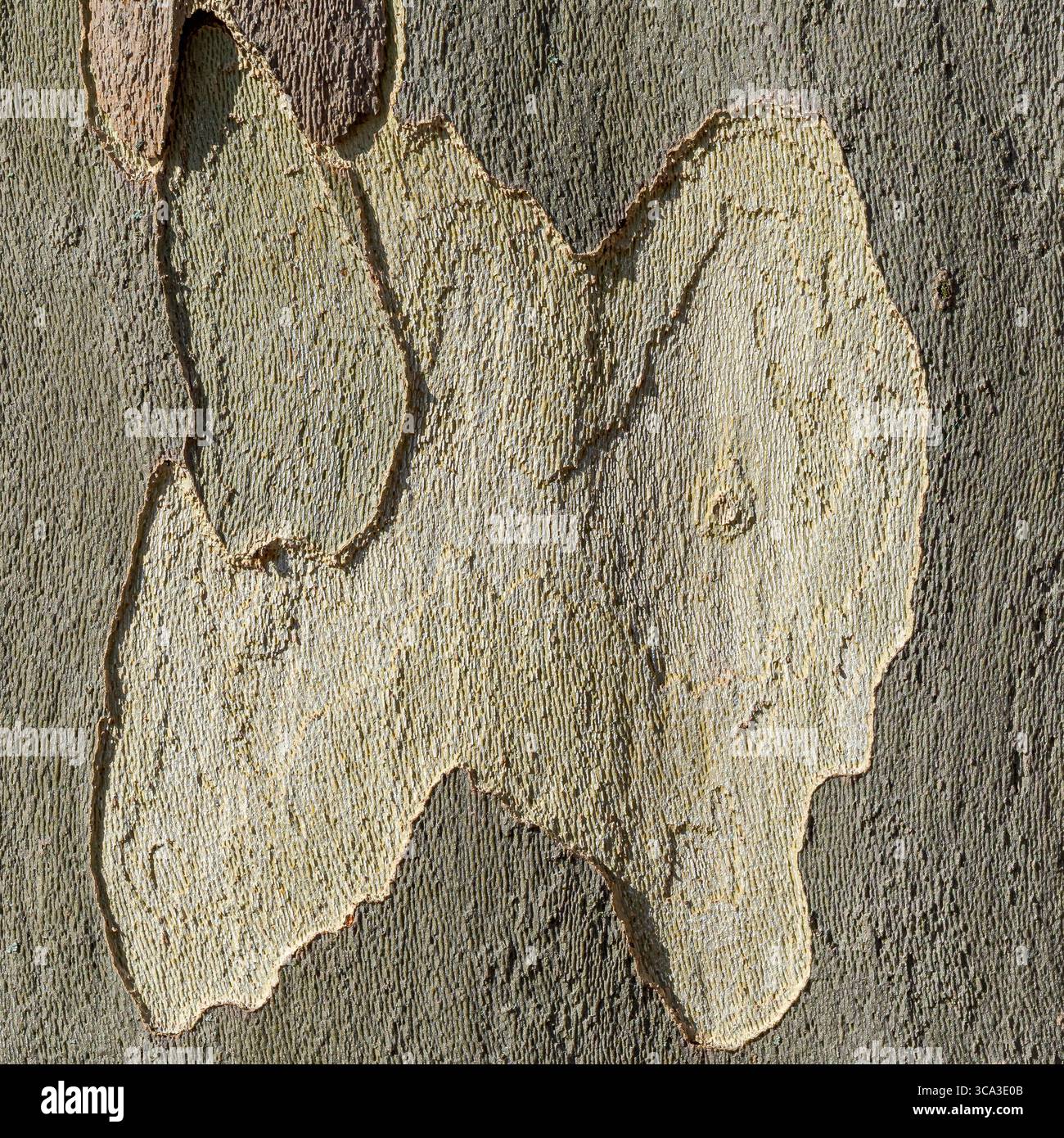 Abstract Bark Texture with Contour-Like Shapes and Smooth Surface Stock Photo