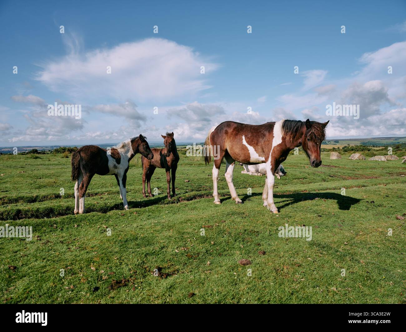 Bodmin Moor Pony Bodmin Moor Cornwall England UK Stock Photo