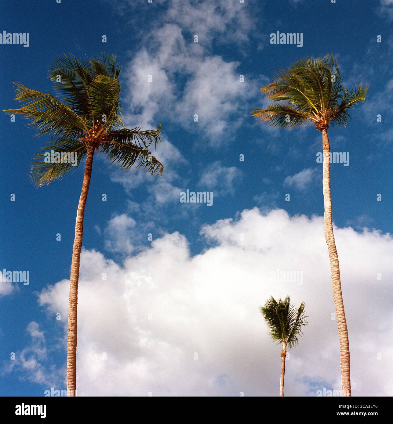Tree palm tree on Caribbean coast with clouds. Analog medium format photo. Stock Photo