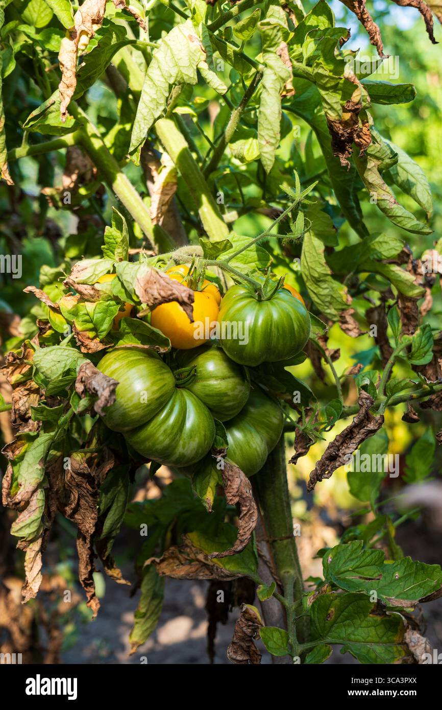 Dixie tomato hi-res stock photography and images - Alamy