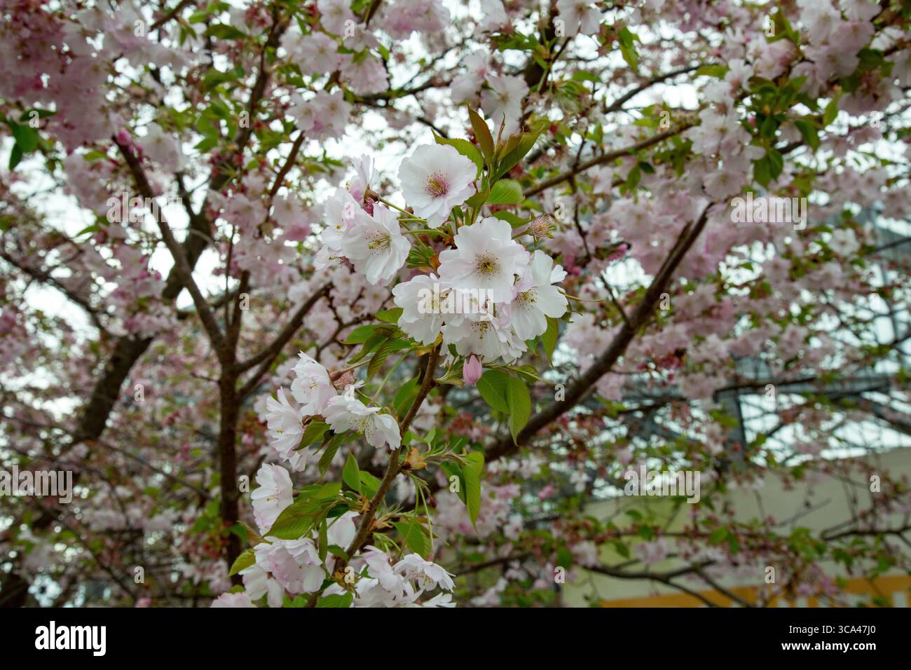 Prunus yedoensis Yoshino cherry pale pink blossom tree Stock Photo - Alamy