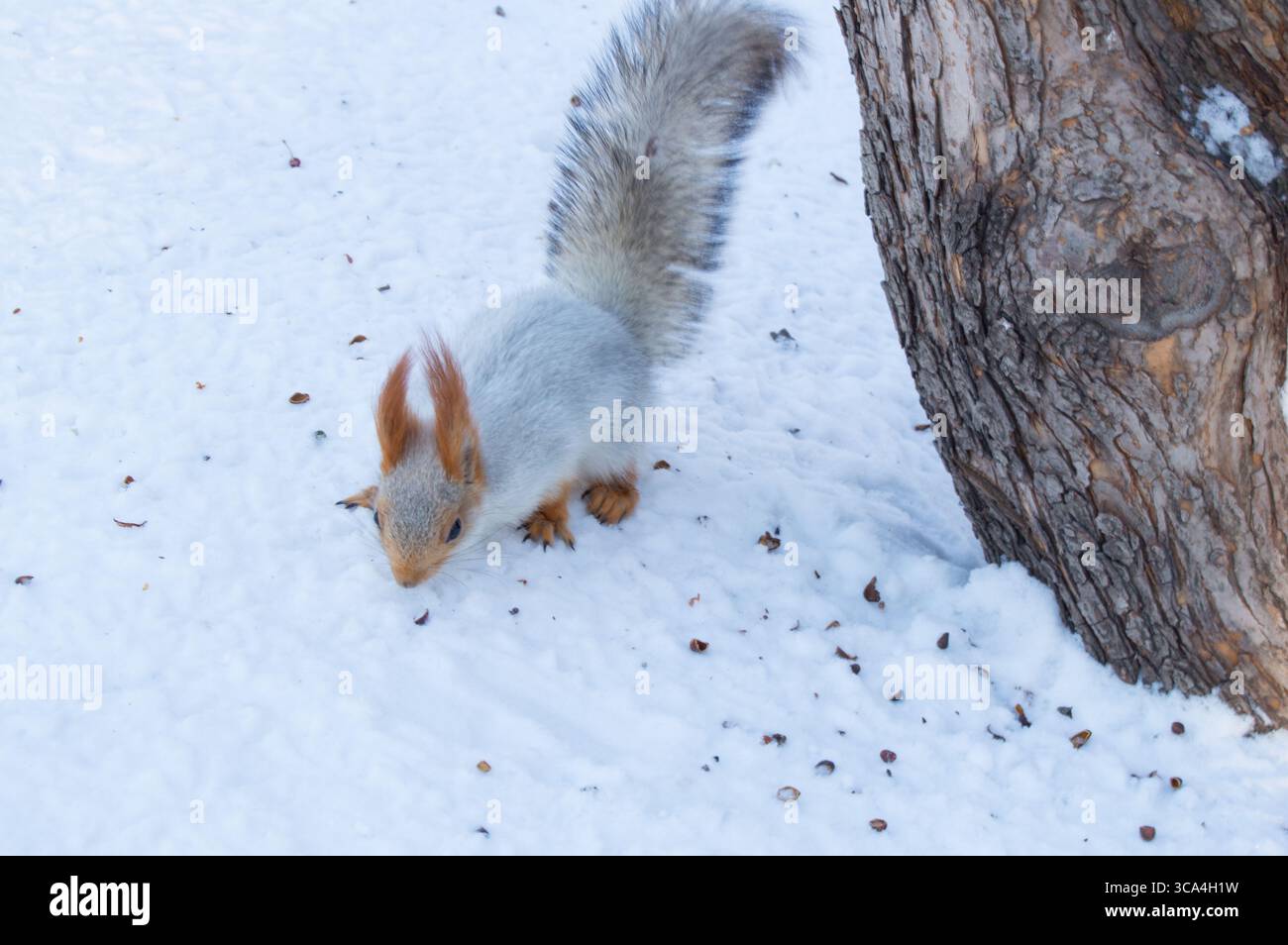 Cute red squirrel eats a nut in winter scene with nice blurred background Stock Photo