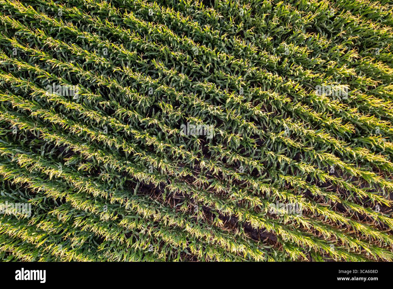 The rows of a healthy corn crop in late summer. A Healthy Summer Crop ...
