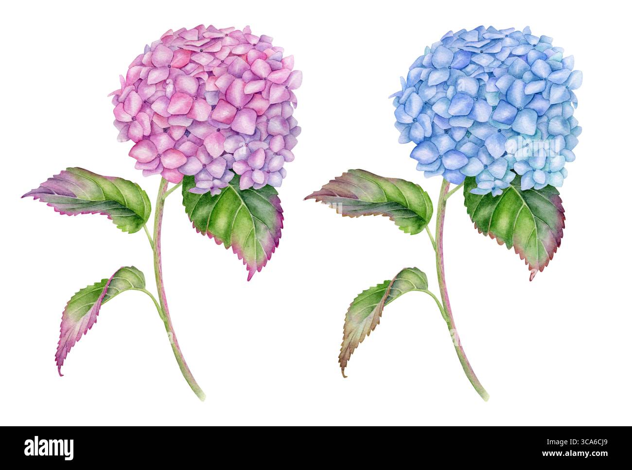 Watercolor Hydrangea flowers set. Hand painted pink and blue Hortensia ...