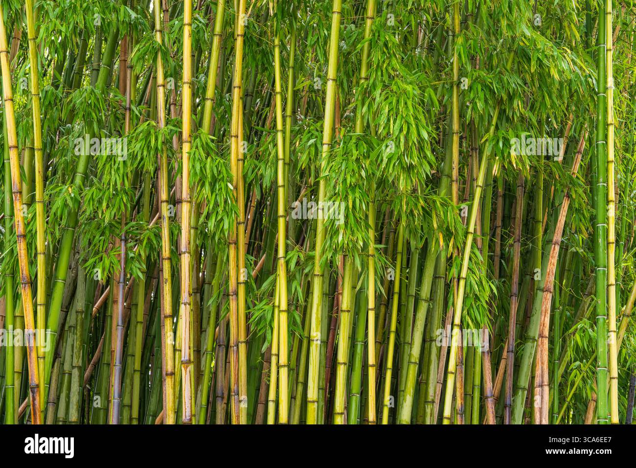 Lush green bamboo leaves and stalks on soft natural background ...