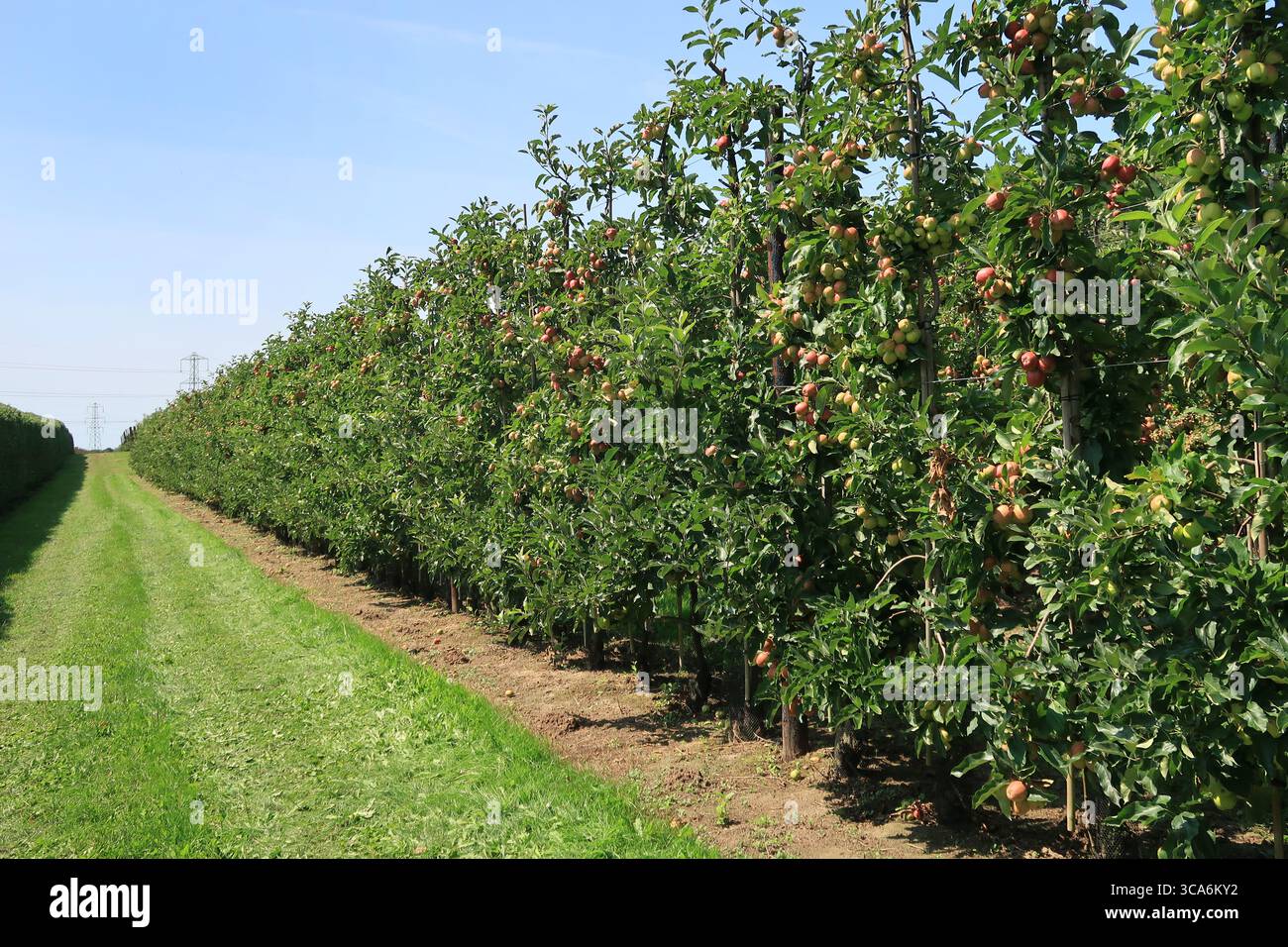 Commercial apple orchard near Cobham in Kent, UK. Shows apples ready for harvest, August 2025. Stock Photo