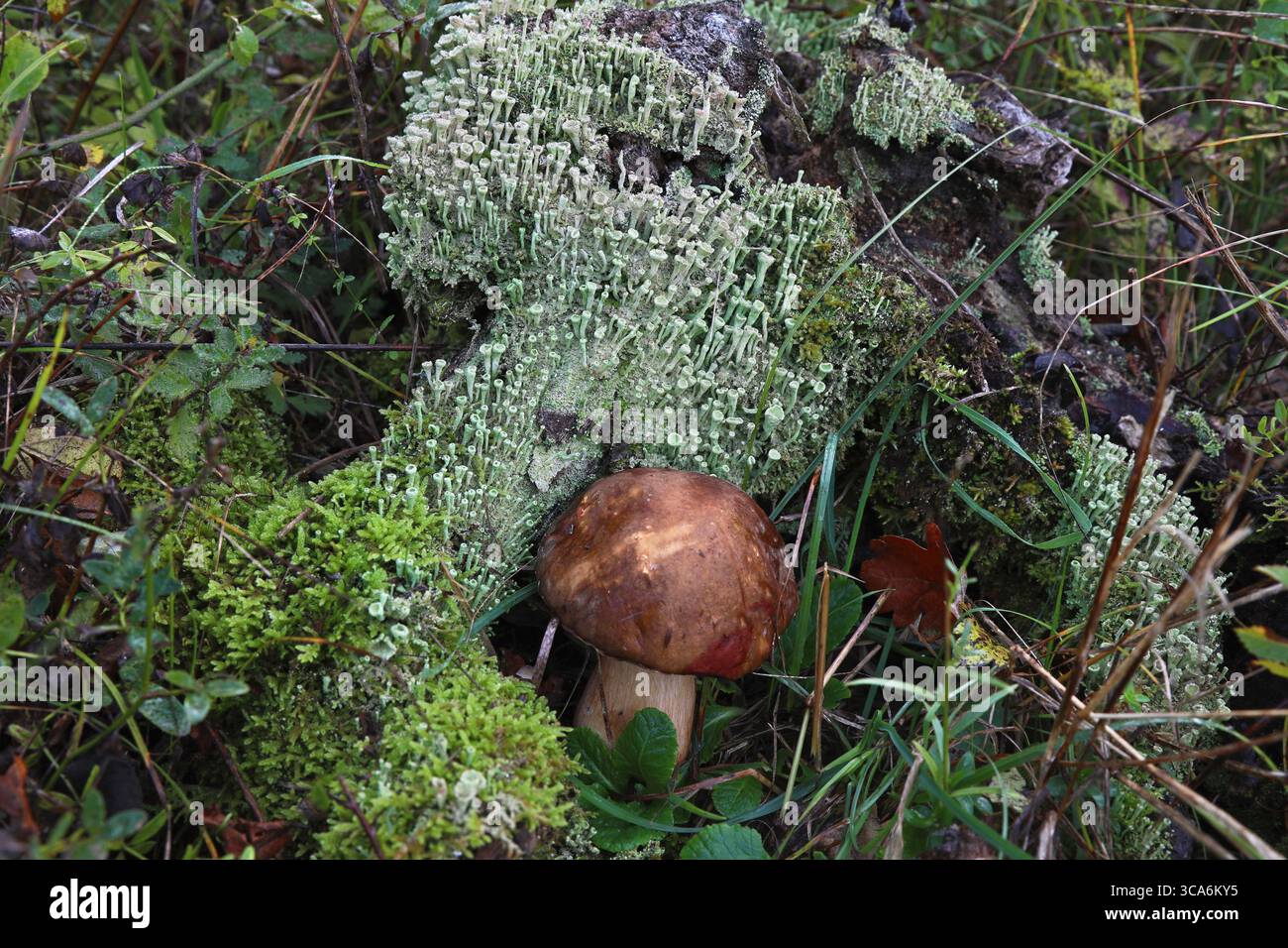 Discover wild porcini mushrooms nestled on forest floor. Witness edible boletus fungi thriving in natural woodland habitat. Stock Photo