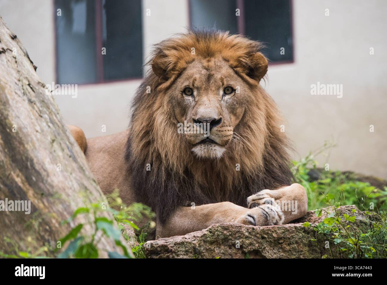 Male lion face full mane hi-res stock photography and images - Alamy