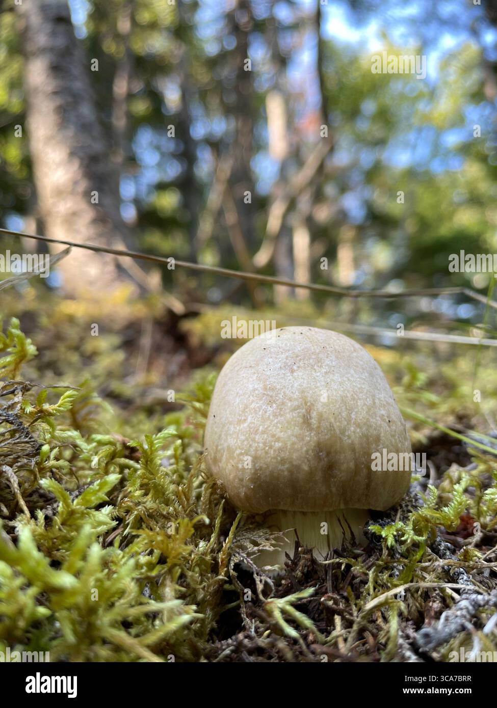 small pale mushroom in a big forest - Smartphone Captured Stock Image