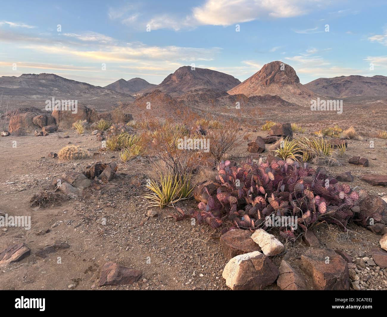 High Desert Landscape and Purple Cactus in Terlingua, Texas, Outside of Big Bend National Park in Late Spring - Smartphone Captured Stock Image