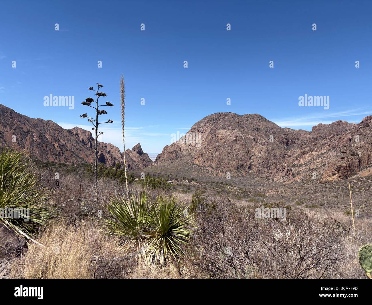 Desert Landscape in Big Bend National Park, Texas with Cactus and Mountains in Desert Terrain - Smartphone Captured Stock Image