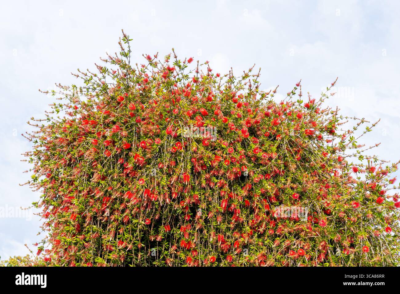 Melaleuca citrina (red bottlebrush, crimson bottlebrush, or lemon bottlebrush is shown. Stock Photo