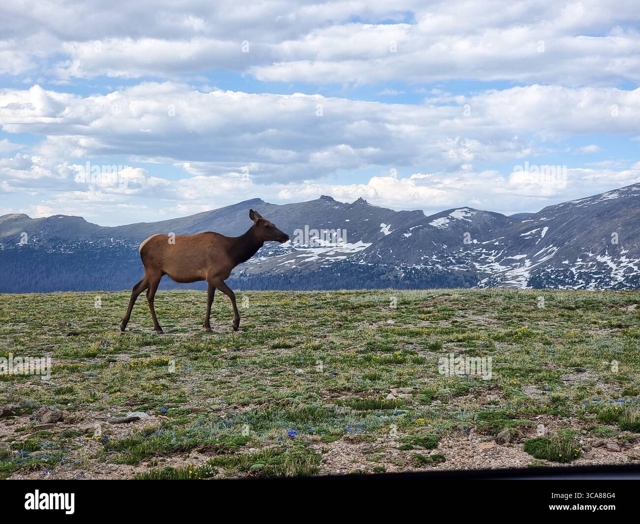 Female elk (cow), a.k.a. wapiti, Cervus elaphus / canadensis walking on grass field w/ mountains w/ snow in background; Rocky Mountain National Park - Smartphone Captured Stock Image