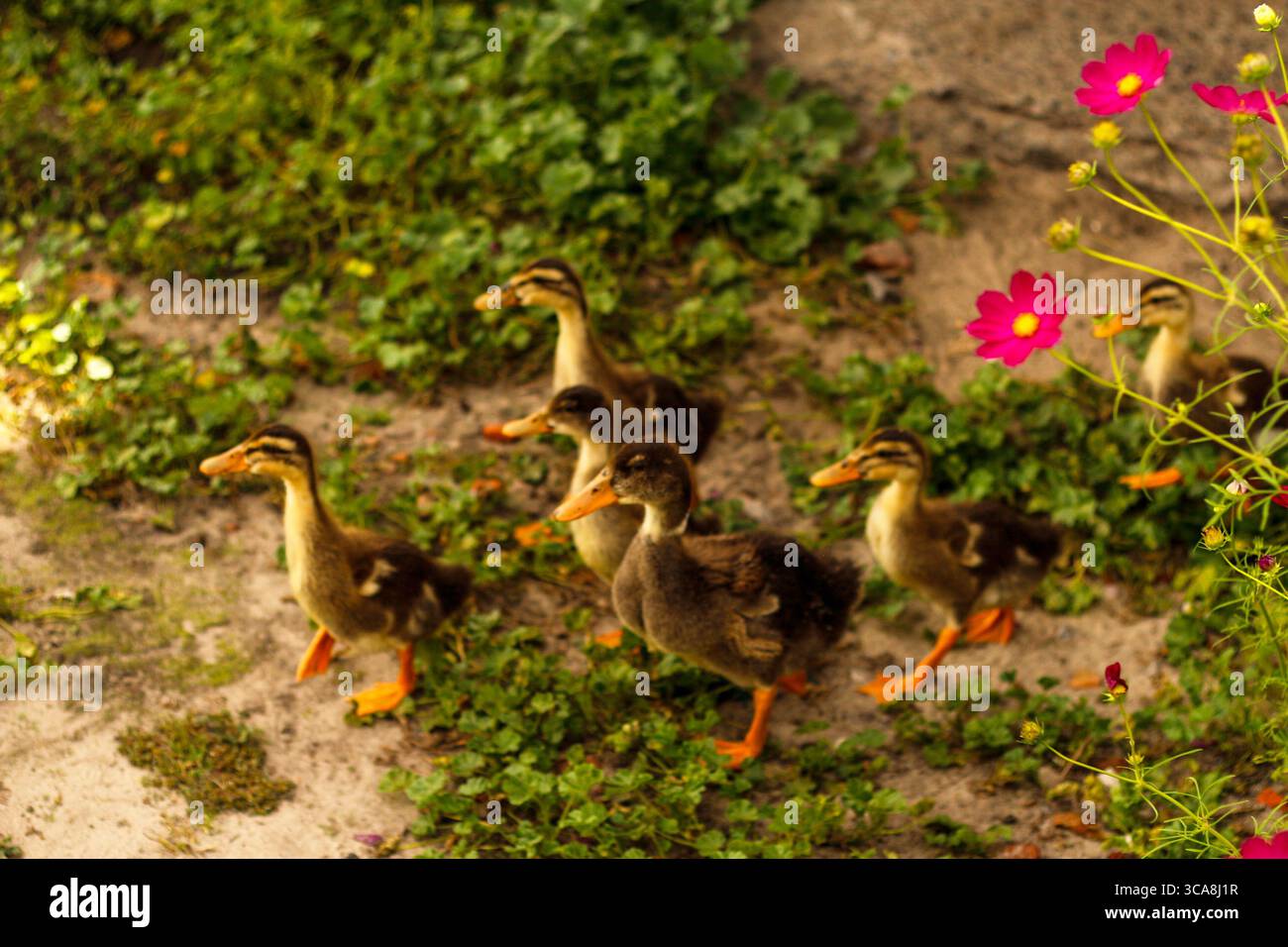 The family of ducks is walking through a peaceful yard, creating a ...