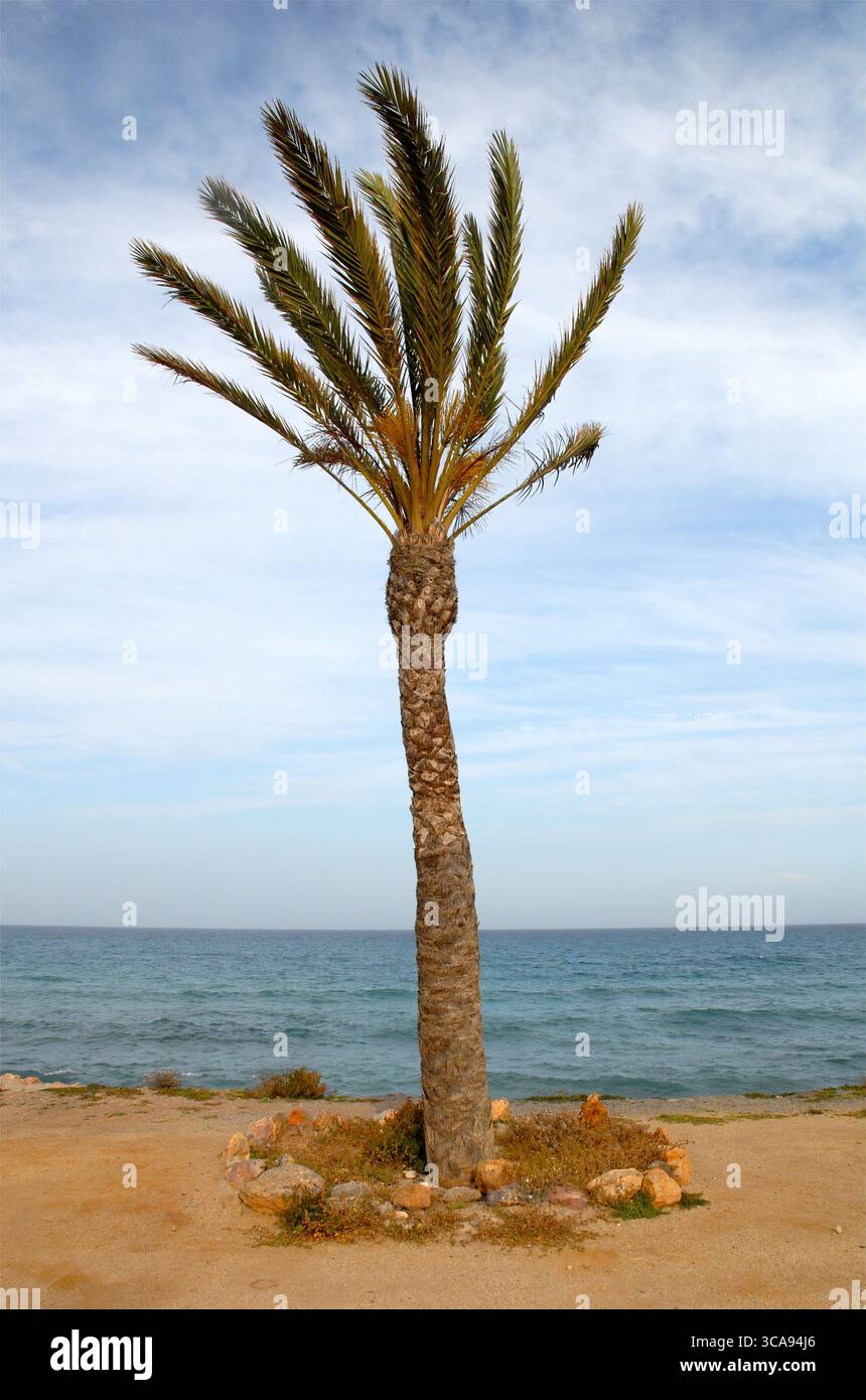 Palm tree at the beach Stock Photo - Alamy