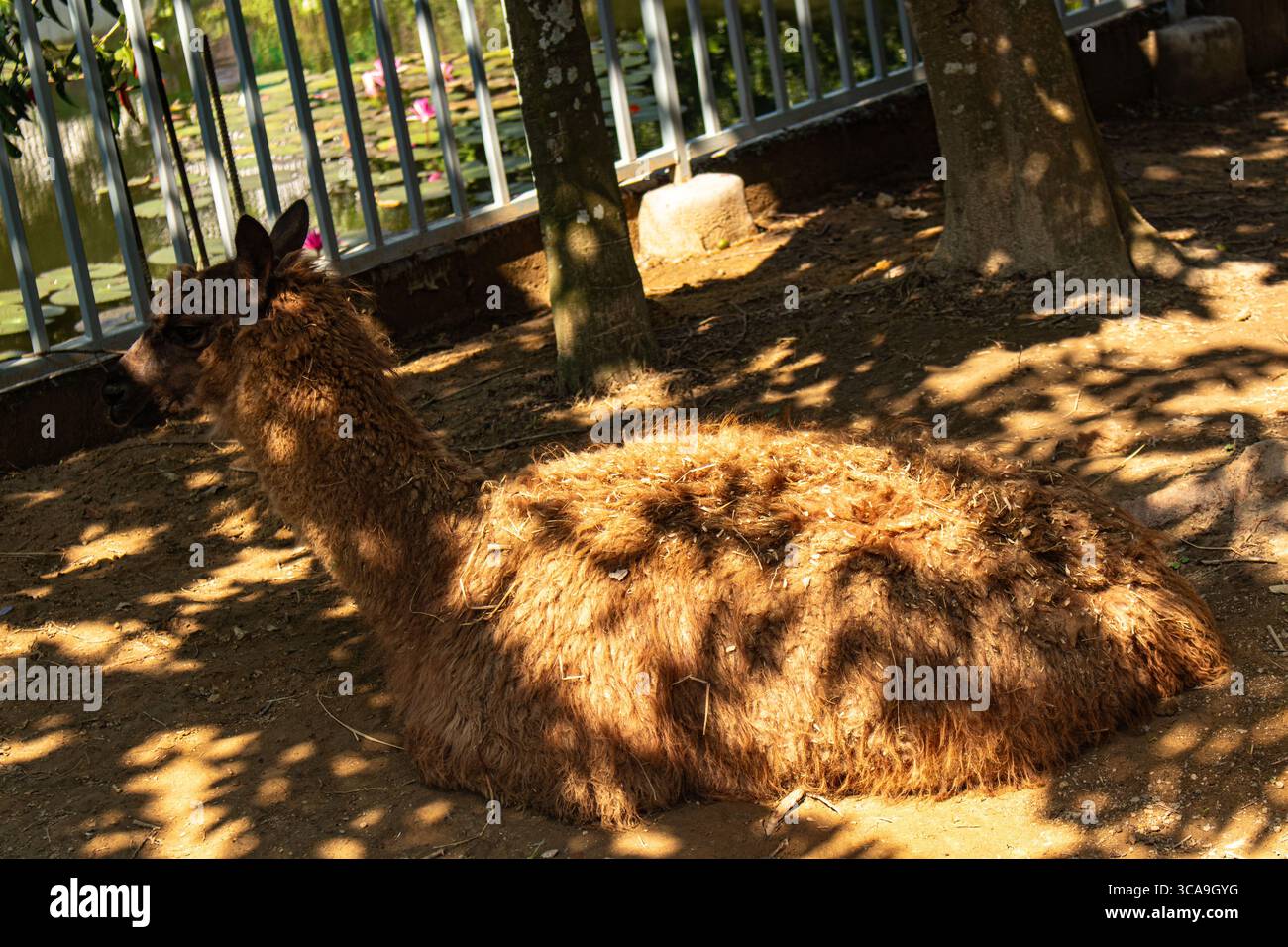 Llama lying down comfortably at Chattogram Zoo Stock Photo