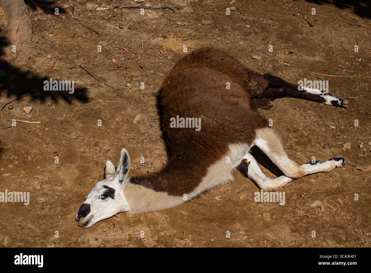 Llama lying down inside zoo enclosure Stock Photo