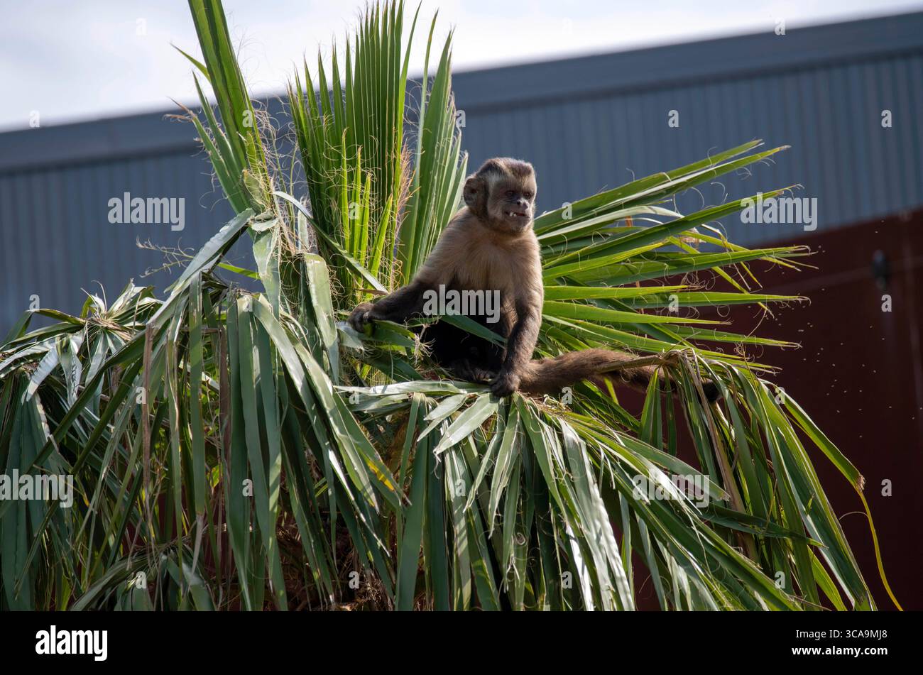 Eats fruit nuts and insects hi-res stock photography and images - Alamy