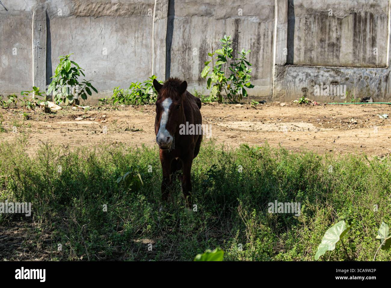 Single horse standing in separate cage Stock Photo