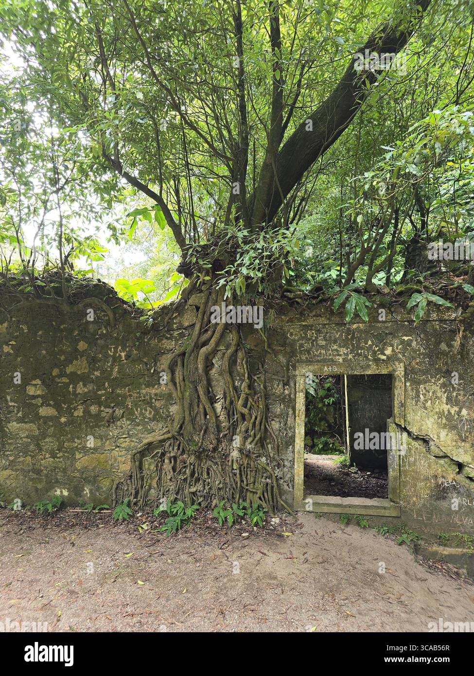 Ruins of a former hydroelectric power station on a forest trail in São Miguel Island, Azores, Portugal. - Smartphone Captured Stock Image