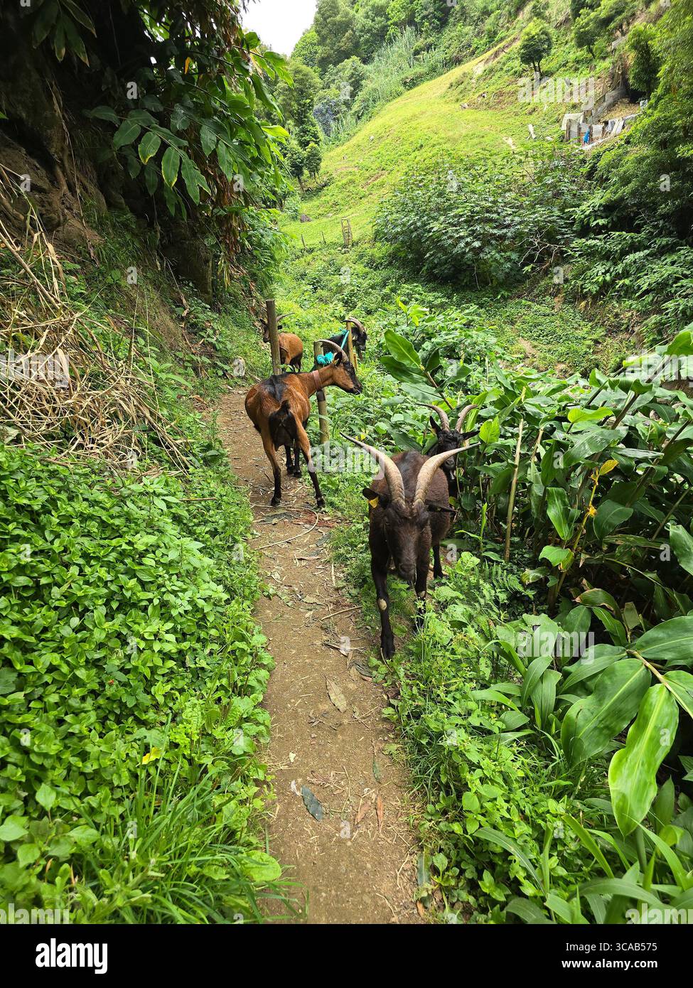 Goats walking along a green hiking trail on São Miguel Island, Azores, Portugal. - Smartphone Captured Stock Image