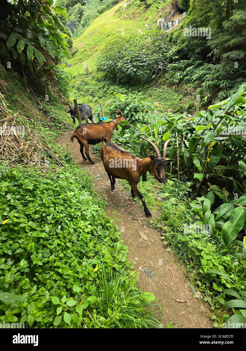 Goats walking along a green hiking trail on São Miguel Island, Azores, Portugal. - Smartphone Captured Stock Image