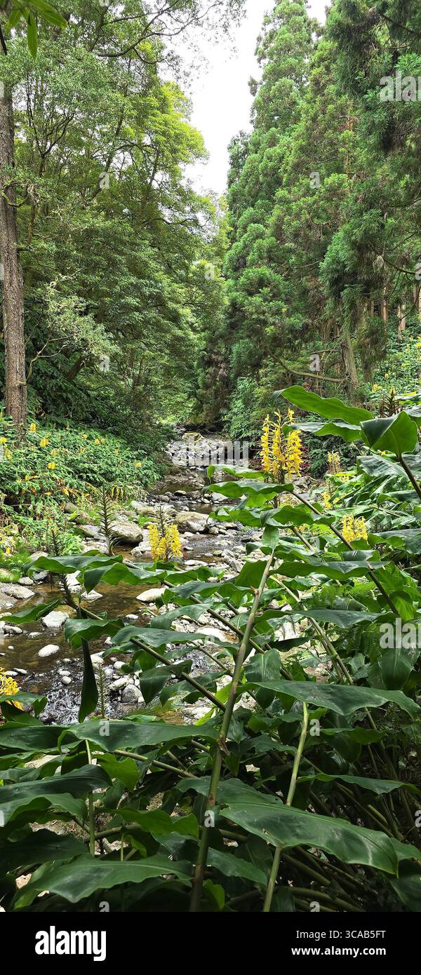 Dense forest vegetation along hiking trails in the Azores, Portugal. - Smartphone Captured Stock Image
