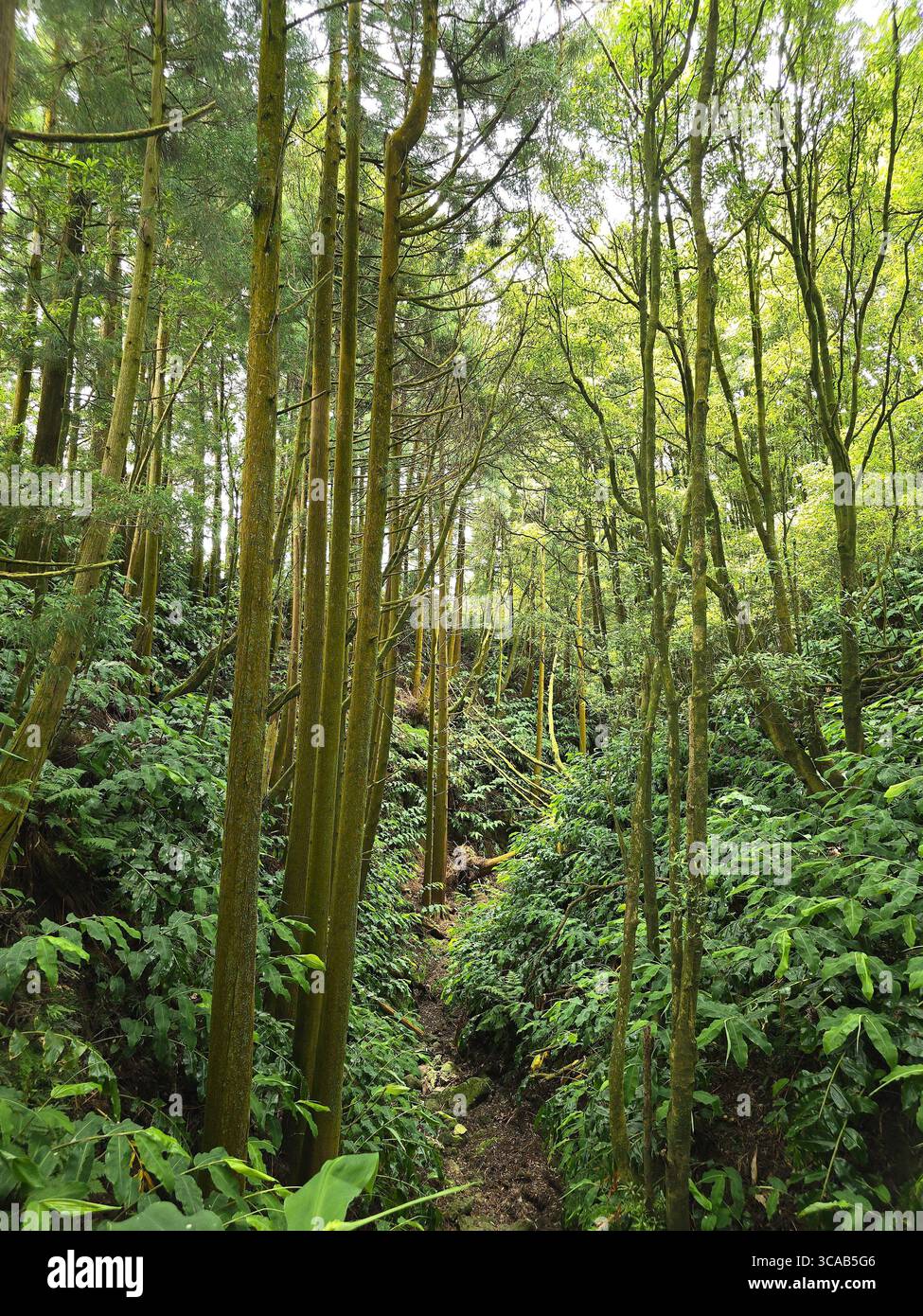 Dense forest vegetation along hiking trails in the Azores, Portugal. - Smartphone Captured Stock Image