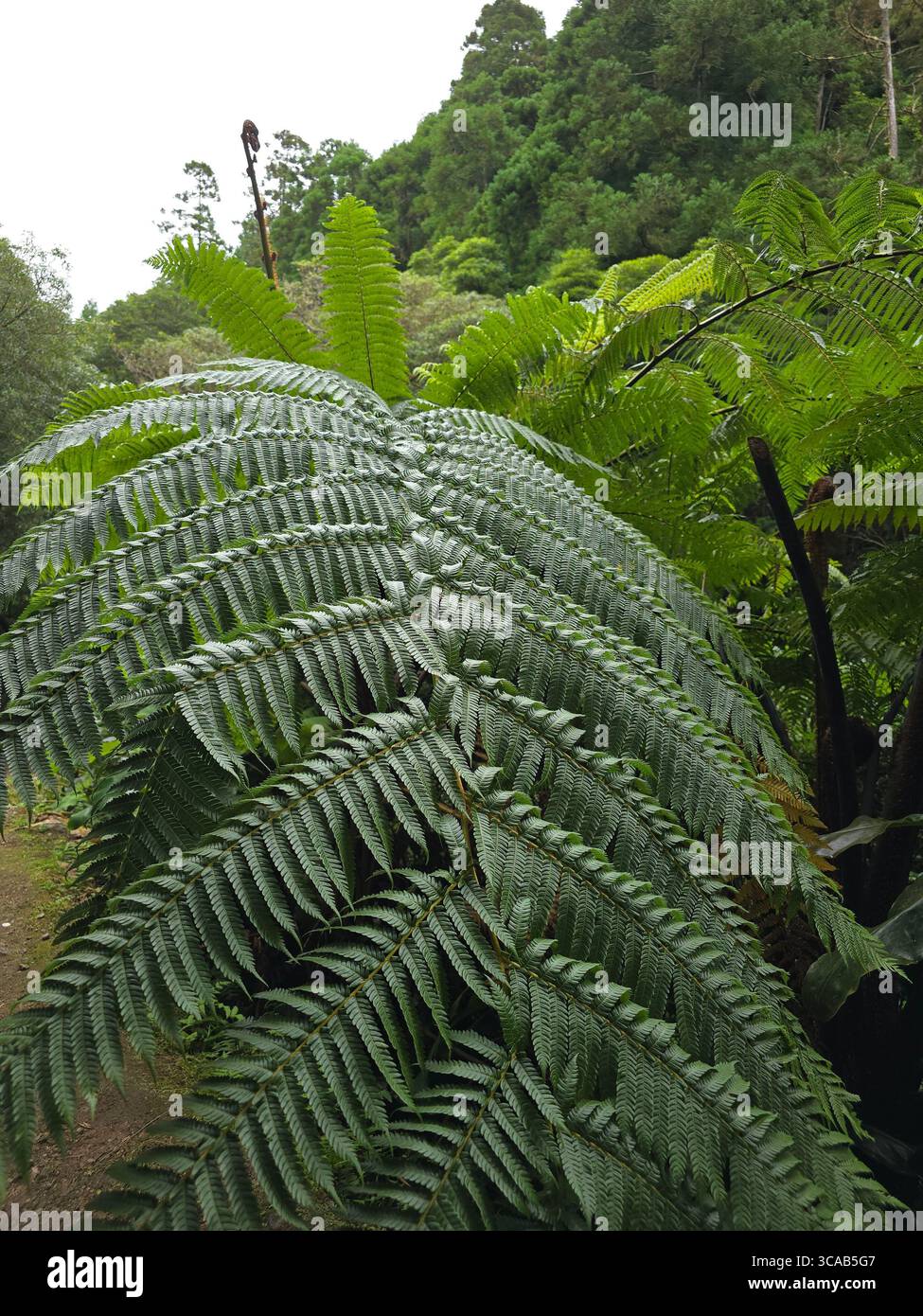 Dense forest vegetation along hiking trails in the Azores, Portugal. - Smartphone Captured Stock Image