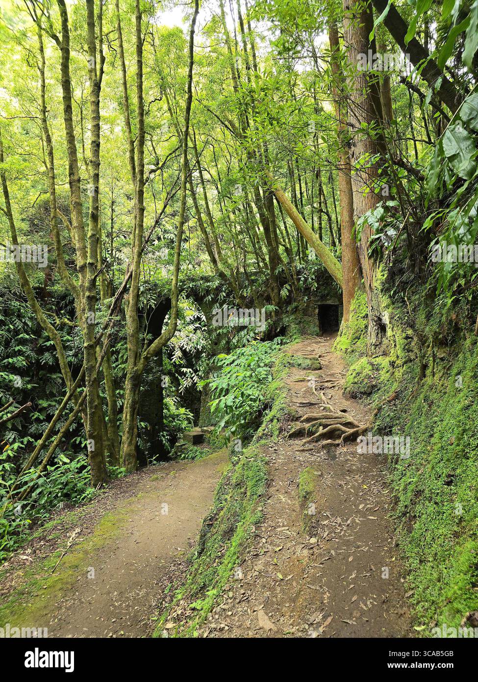Ancient stone tunnels and pathways along a hiking trail in the Azores, Portugal. - Smartphone Captured Stock Image