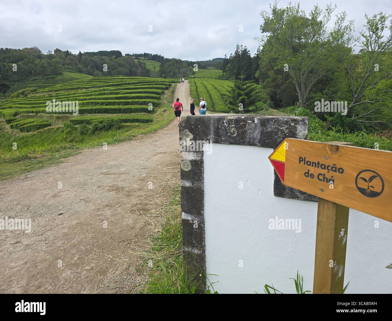 Tea plantation hiking trail through Camellia sinensis fields on São Miguel Island, Azores, Portugal. - Smartphone Captured Stock Image