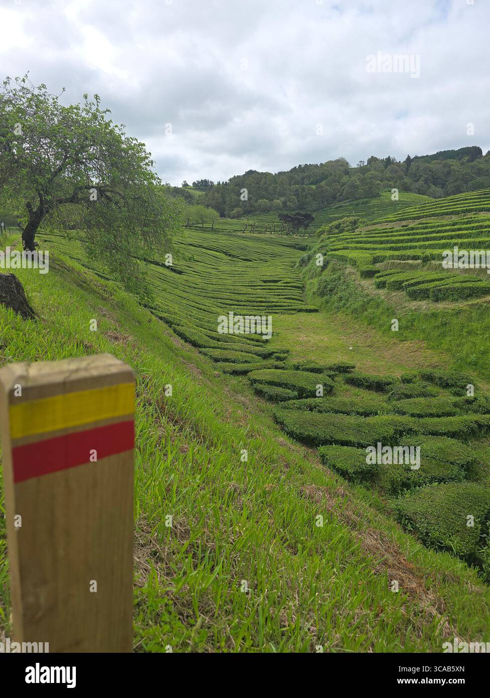 Tea plantation hiking trail through Camellia sinensis fields on São Miguel Island, Azores, Portugal. - Smartphone Captured Stock Image