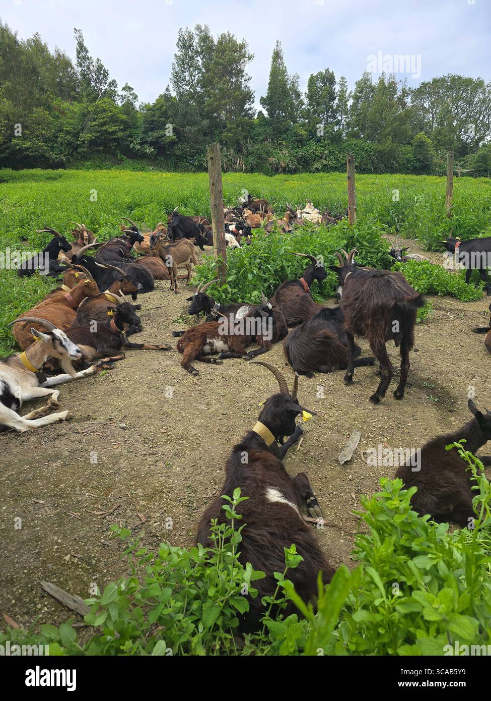 Goats on a green hiking trail on São Miguel Island, Azores, Portugal. - Smartphone Captured Stock Image